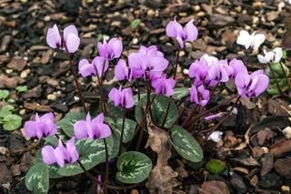 Cyclamen coum in early spring