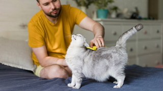 Man brushing a cat while sitting on a bed