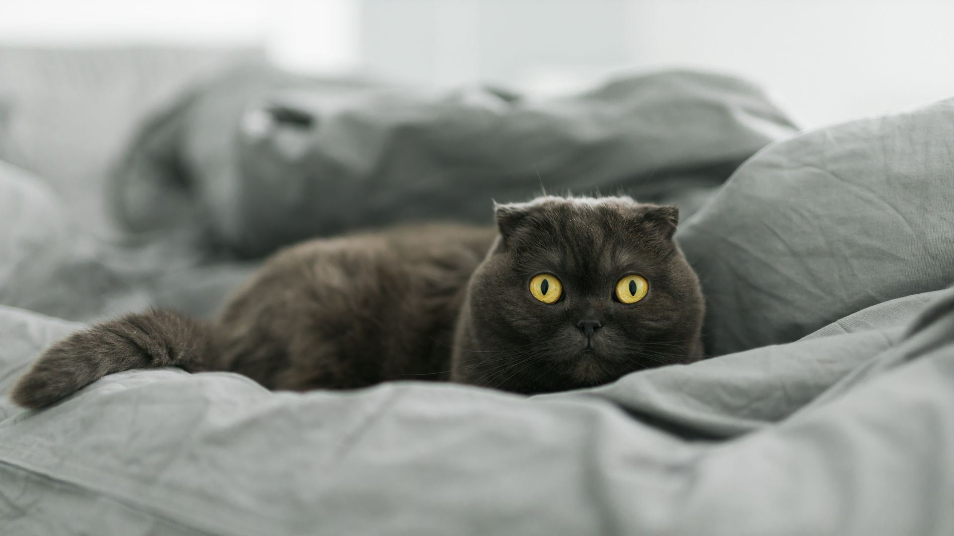 grey scottish fold cat with amber eyes lying on a duvet