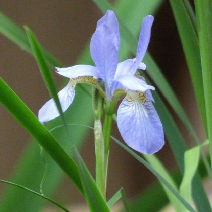 Purple Iris Flower