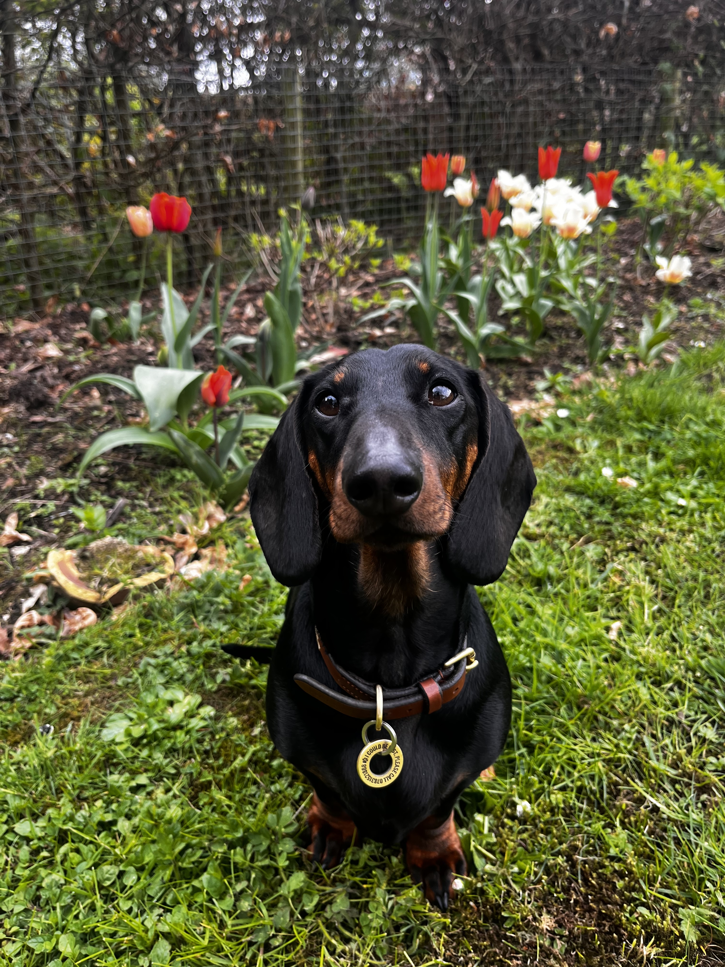 A black-and-tan sausage dog sitting on a lawn