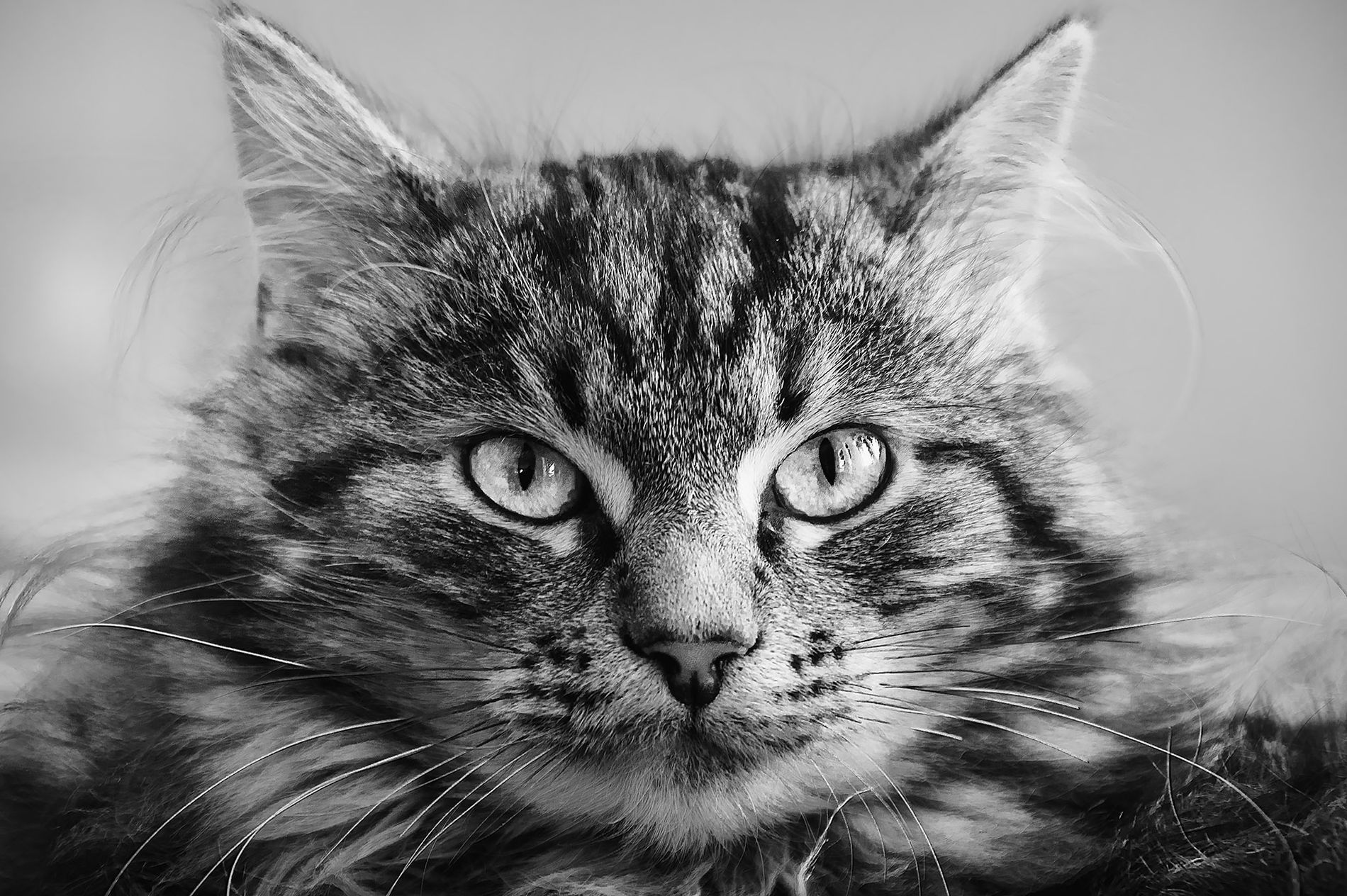 GuruShots - Powerful Black &amp;amp; White Jan 26