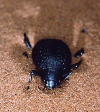 The Namib Desert beetle photographed by University of Oxford researcher Andrew Parker, whose team first worked out in 2001 how the beetle captures water from the air.