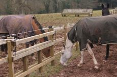 Horse grazing separated with post and rail and electric fencing