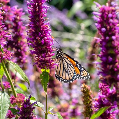 Close up of Monarch Butterfly on a purple agastache flower