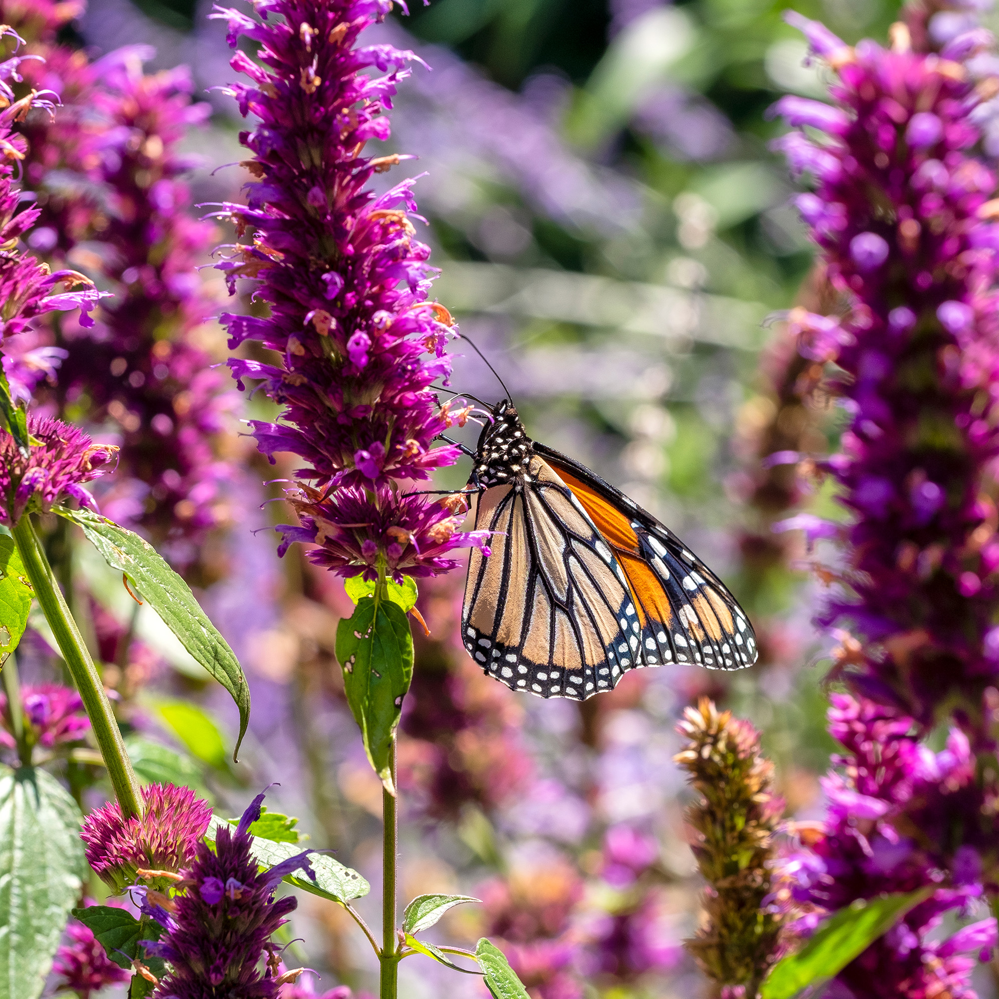 Close up of Monarch Butterfly on a purple agastache flower