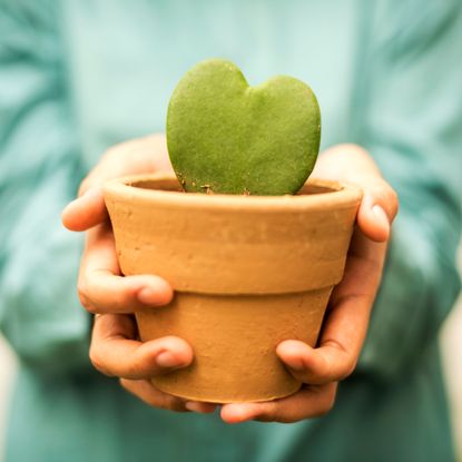 woman holding heart-shaped hoya houseplant