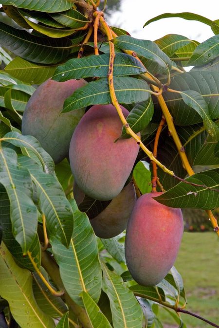 Mango Tree With Fruit