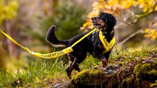 Bella wearing the anxious 'Ignore My Dog' harness