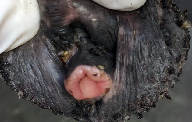 sheath penis cleaning