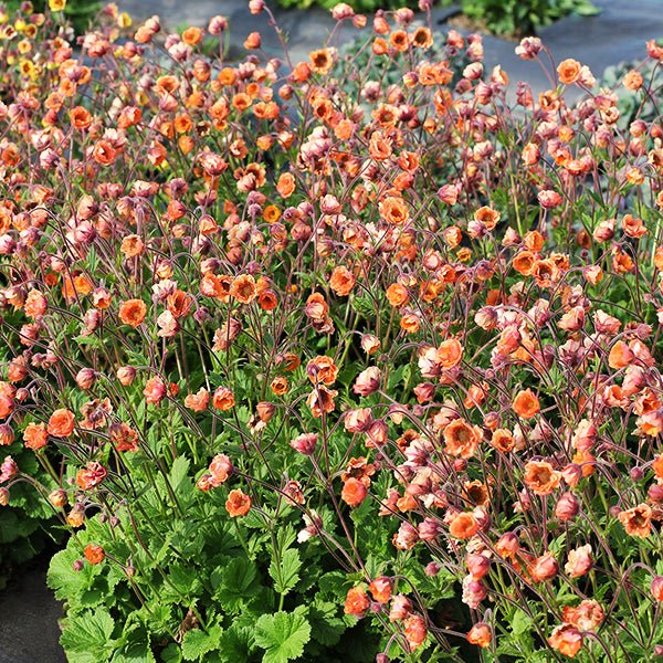 Tempo&amp;trade; Orange Geum
