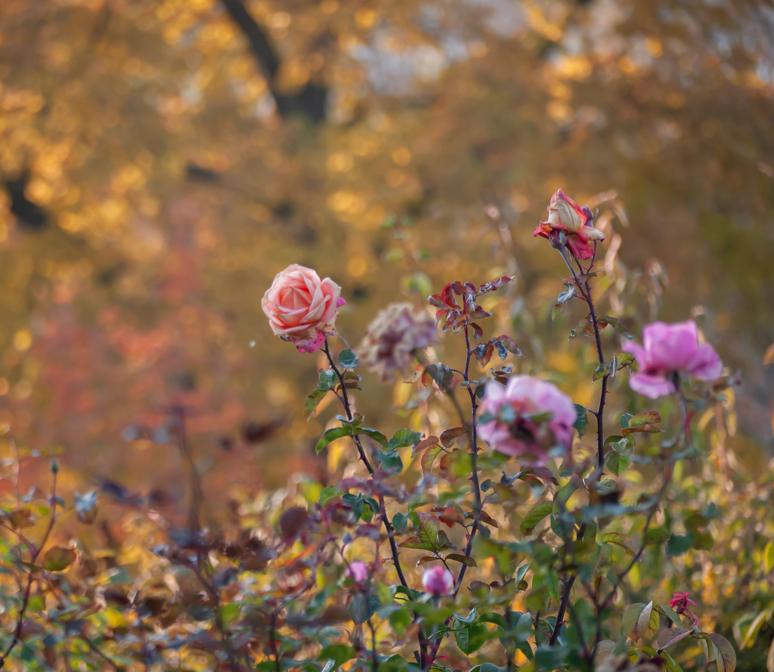 Roses flowering in November garden