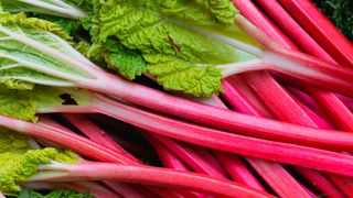 Rhubarb with leaves