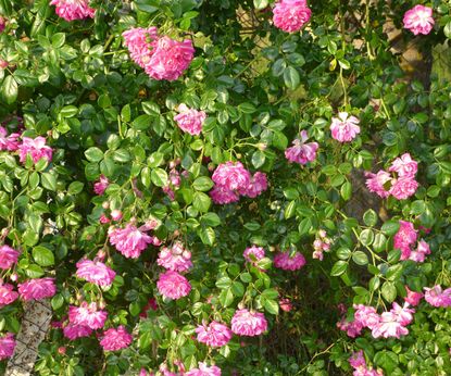 How to prune rambling roses: to revive these vigorous plants | Homes ...