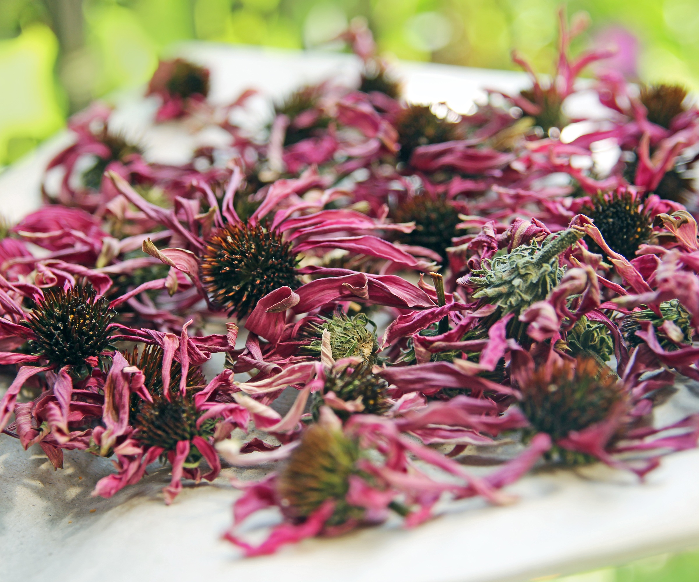 dried echincea seedheads