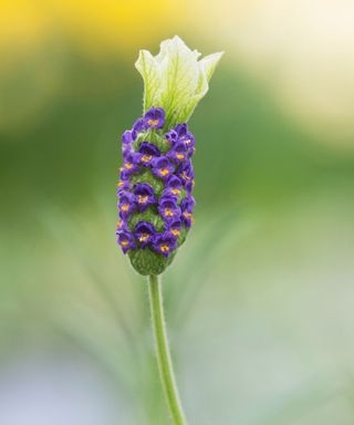 lavender Tiara flowering in summer