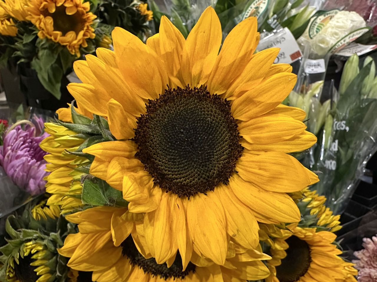 Apple iPhone 14 Pro Max camera sample.