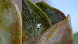 A Mealybug on a leaf