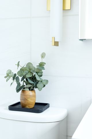 Eucalyptus plant in bathroom
