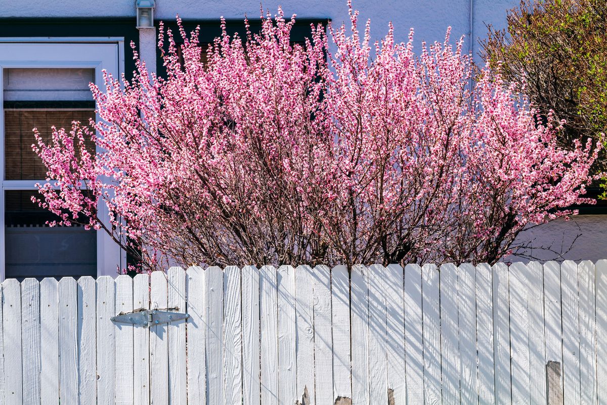 What are the best privacy trees for small backyards? Livingetc