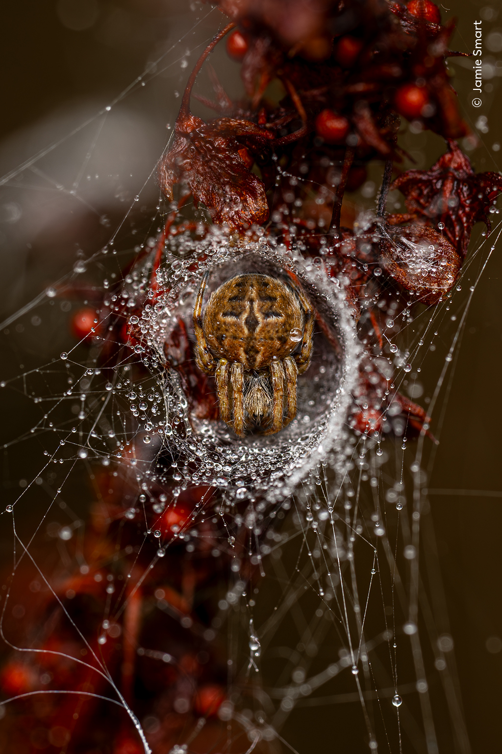 An orb weaver inside its silken shelter on its web.