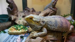bearded dragon in their enclosure