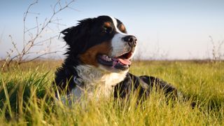 Bernese Mountain Dog facts: Bernese Mountain dog sitting in a field