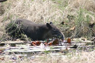The Baird's tapir (Tapirus bairdii), like this one in Guatemala's Laguna del Tigre national park, is Central America's largest land mammal, and depends intimately upon surface water for survival.