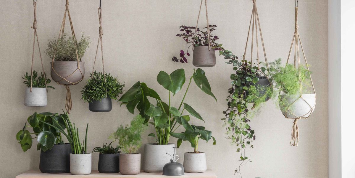 5 tips you need to know about hanging plants indoors Livingetc