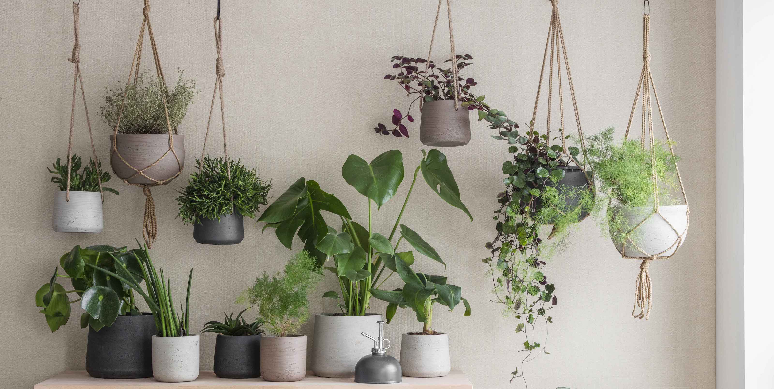 Plant Hooks For Wall Wall Hooks For Hanging Plants More Stable For