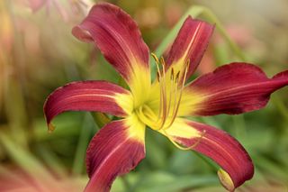Close-up image of the beautiful summer flowering red and yellow flowers of Hemerocallis 'Stafford'