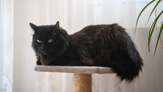 Turkish angora