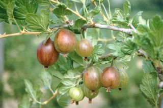 growing fruit in pots: gooseberry