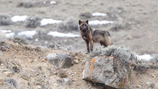 Grey wolf (bronze colored) standing tall, looking over his domain in Yellowstone National Park