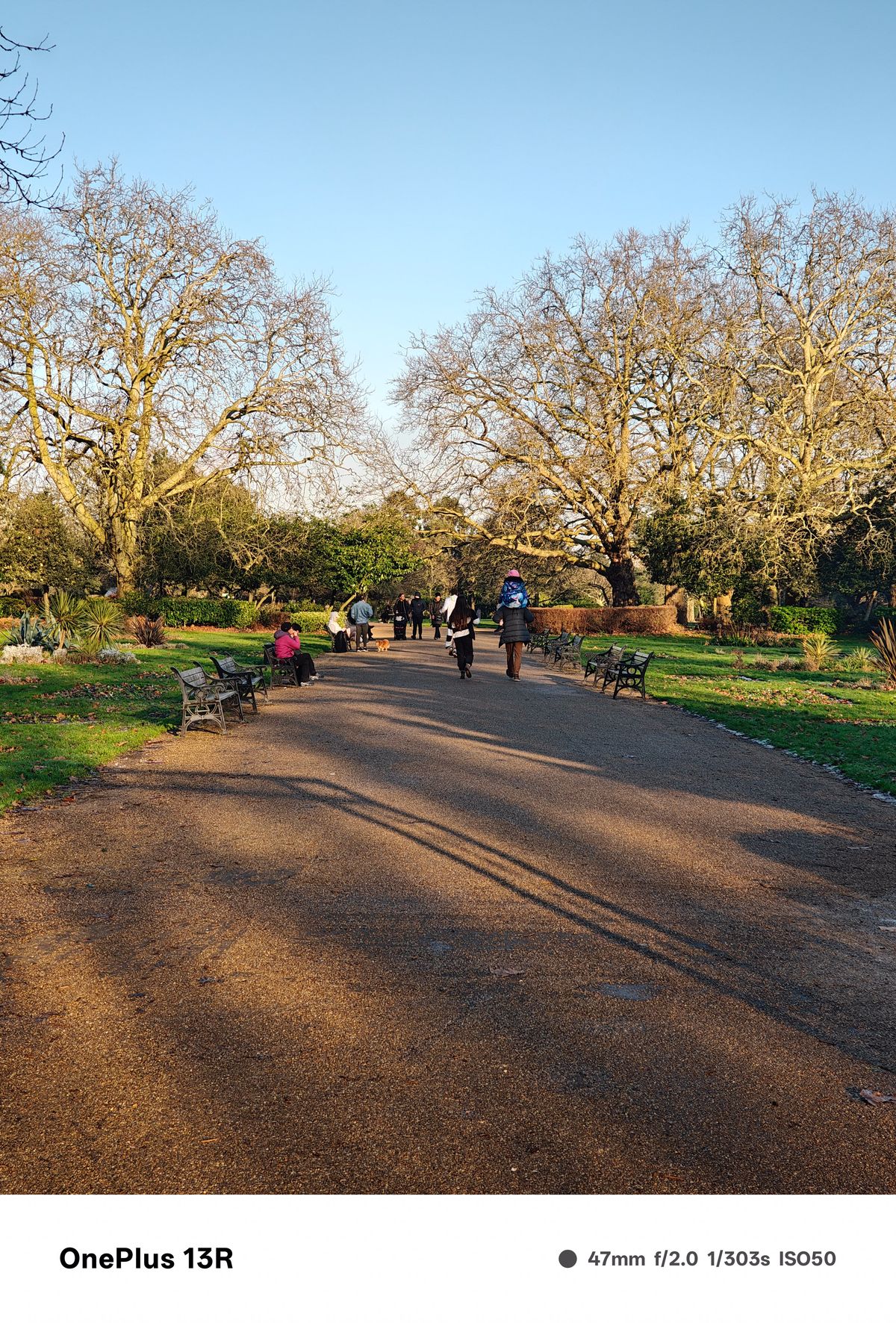 Path running though a park lined with trees