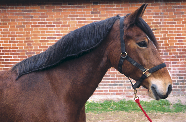 How to plait your horse's mane: a running plait by Katie Jerram