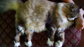 ragamuffin cat sleeping by boy's foot