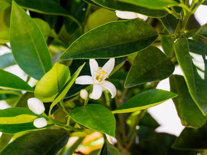 Reasons For A Lemon Tree Not Blooming: Fixing A Non-Flowering Lemon ...