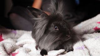 Rabbit on blanket