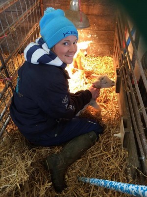 Lambing