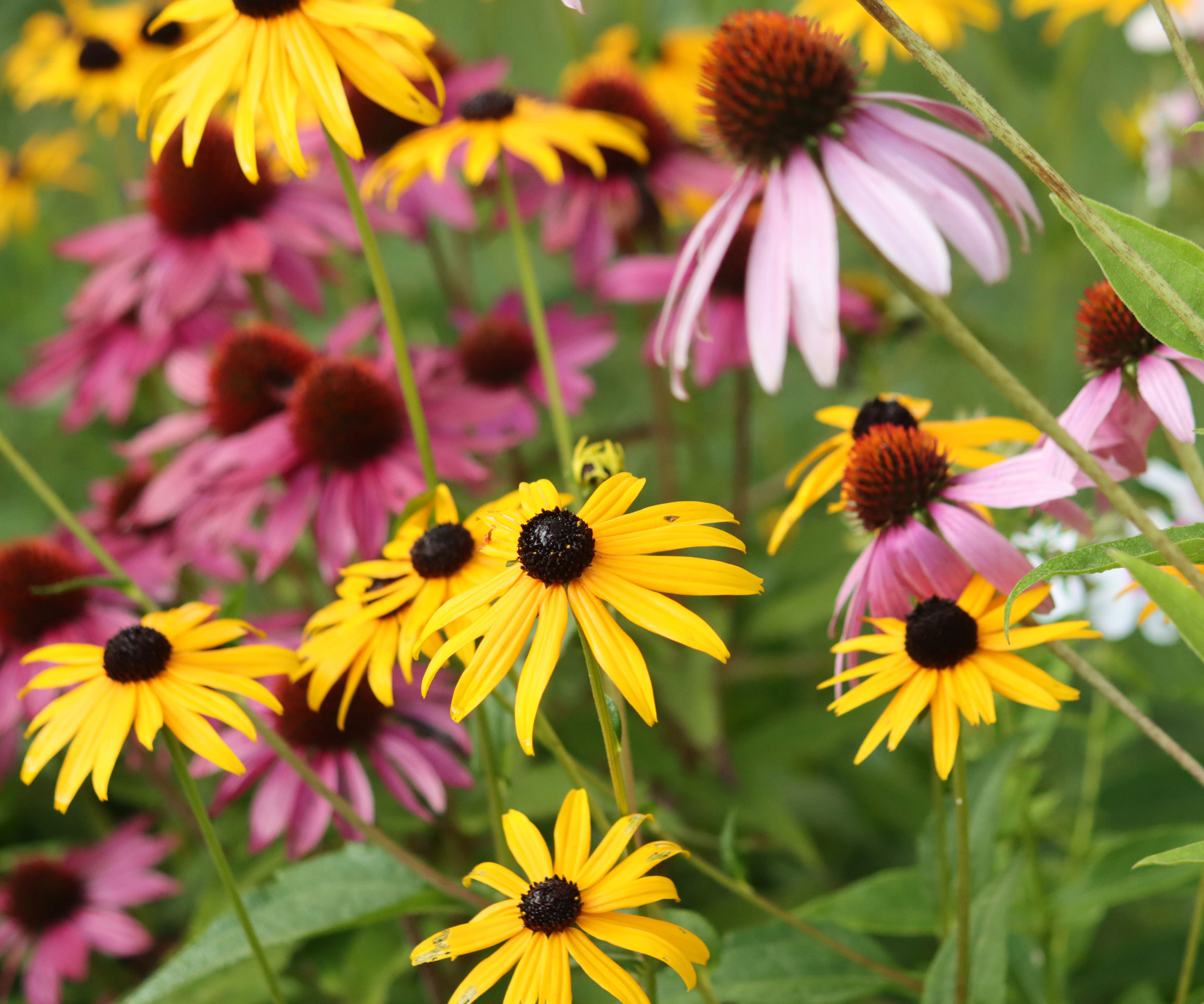 coneflower and rudbeckia plants in garden