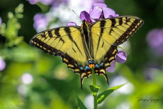 GuruShots - Nature’s Beauty