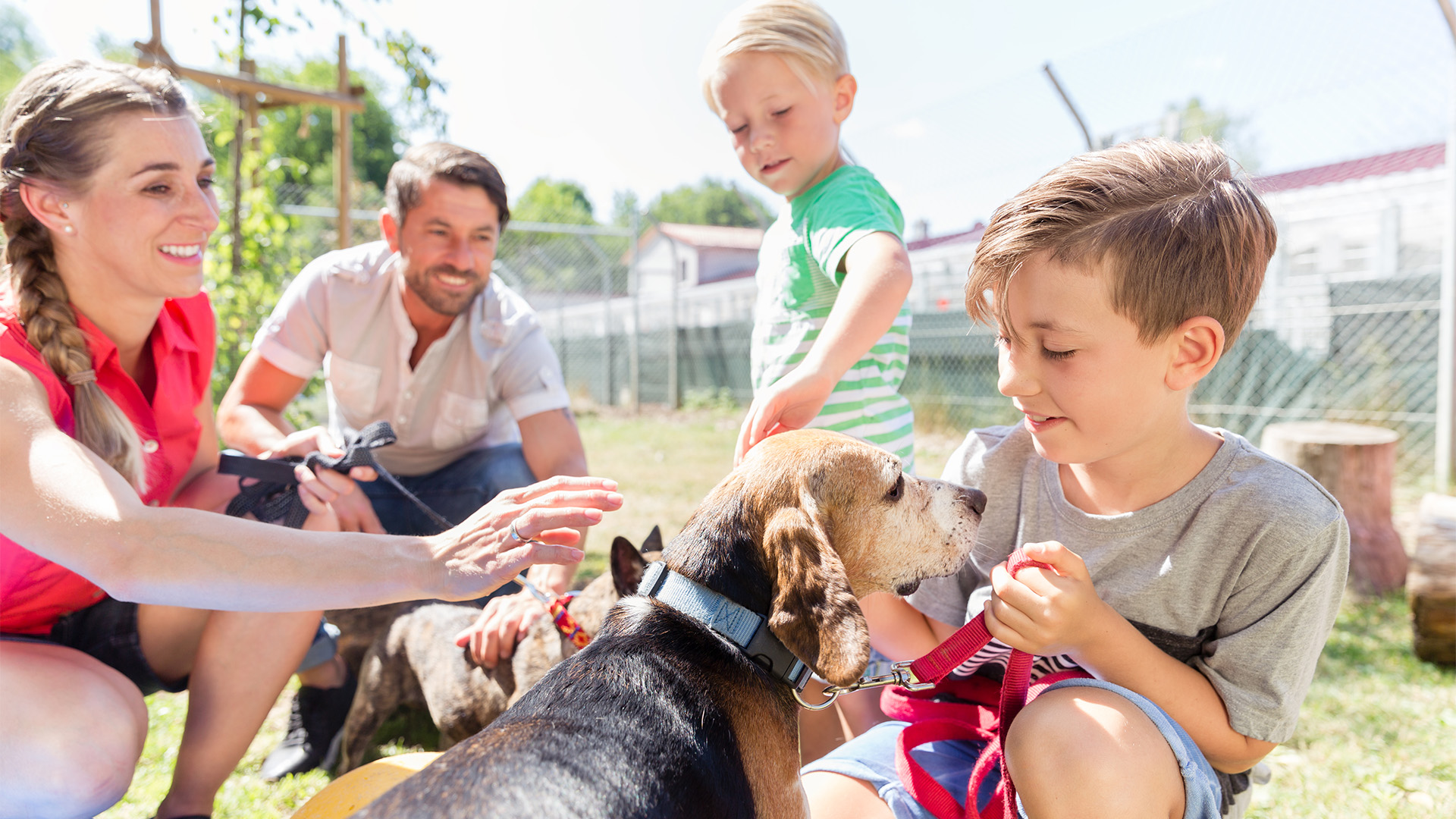 Family meeting and choosing a potential new dog