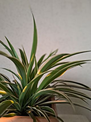 A close-up of a potted spider plant