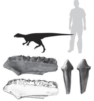 This is a photograph and interpretive drawing of the lower jaw, as well as a complete tooth, of one of the small ornithopods described in the study. Human (in gray) for scale.