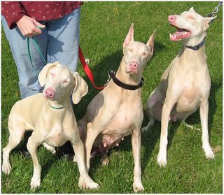 Albino Doberman Pinschers