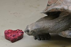 aldabra tortoise, animal valentine's day, zoo valentine's day, wild valentines, valentine's day at the zoo, sweet animals on valentines day, gross valentines, animal valentines, zoo valentines, animals
