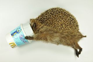 This unfortunate hedgehog died after trapping its head inside a McFlurry container.