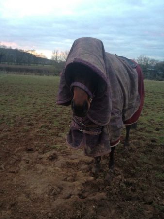 “Rocky is an ex-racehorse, and serial rug wrecker, who has previously broken 14 headcollars and counting. He’s also been known to get stuck in his friends’ rugs too. If there is anything to break or get stuck in, it will be this horse!” — Sian Morse