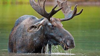 Moose swimming in lake in Yellowstone National Park, Wyoming, USA